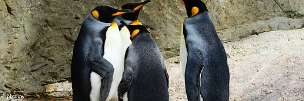 Pinguine